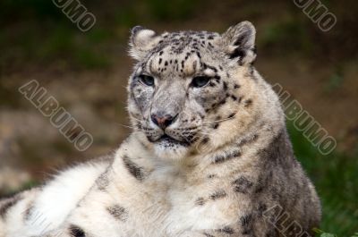 Snow Leopard Snow Leopard