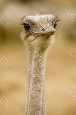 Ostrich Ostrich