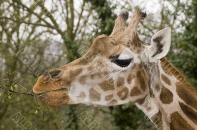 Giraffe Giraffe