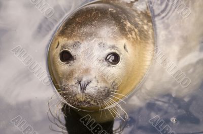 Harbour Seal Harbour Seal