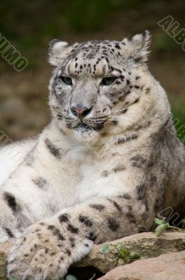 Snow Leopard