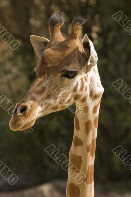 Giraffe Giraffe