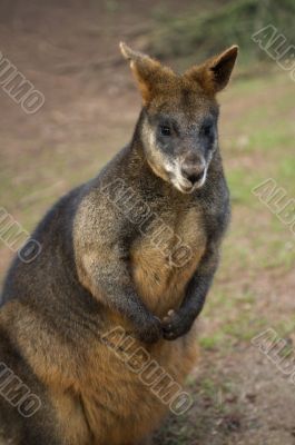 Wallaby