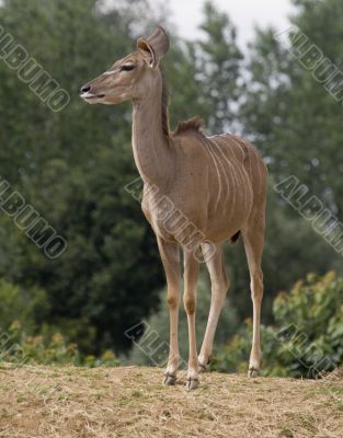 Greater Kudu