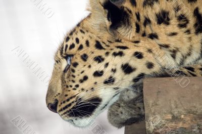 Amur Leopard