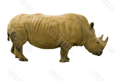 White Rhinoceros