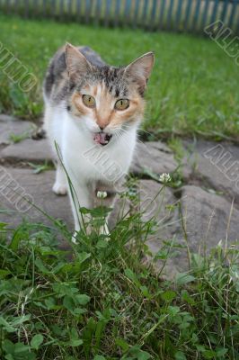 Cute cat