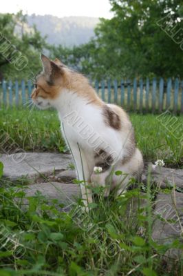 Cat and green background