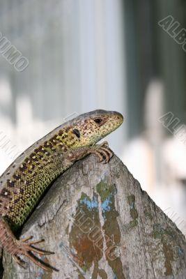 Green lizard on the fence