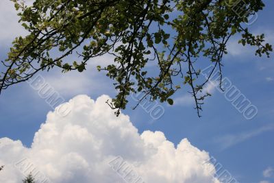 Powerful cloud and tree