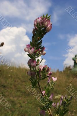Meadow flower