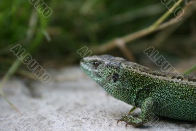 Green lizard in the grass