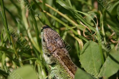 Green lizard in the grass