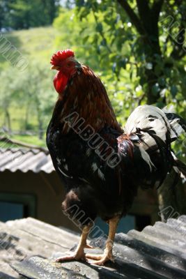 Black cock