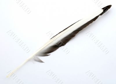 feather