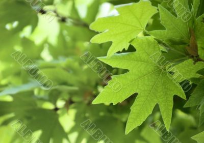 green leaves, shallow focus