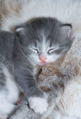 cute kitty sleeping