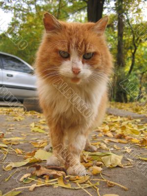 red cat in the autumn street