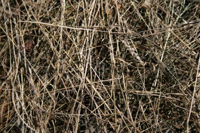 Hay texture