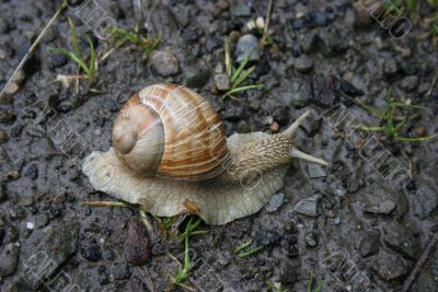 snail on the road snail on the road