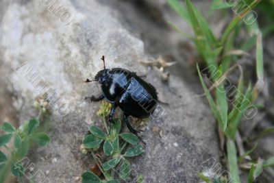 Insect on the stone