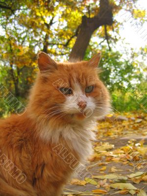 calm cat on the sunlight