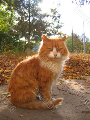 calm cat on the sunlight