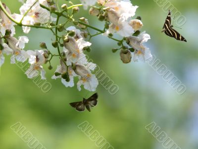Butterfly and a blooming tree