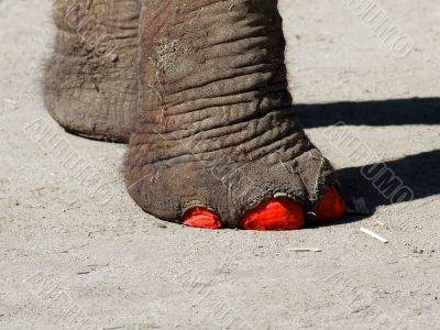 Fashionable elephant