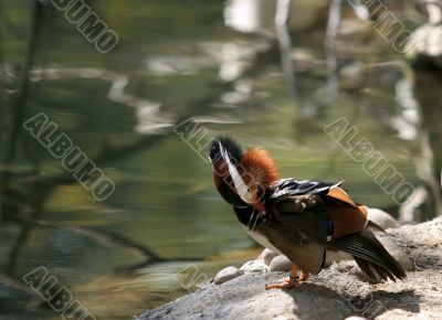 Drake Mandarin Duck