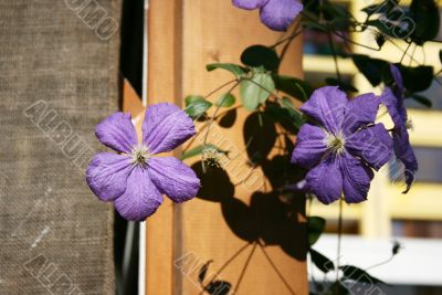 Violet flowers2