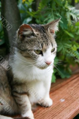 Cat and green background