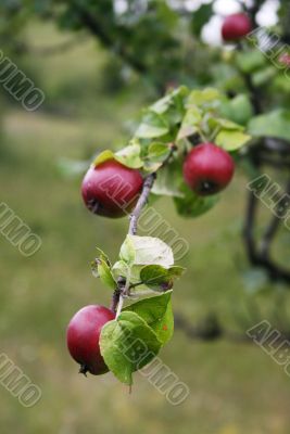 wild apple tree wild apple tree