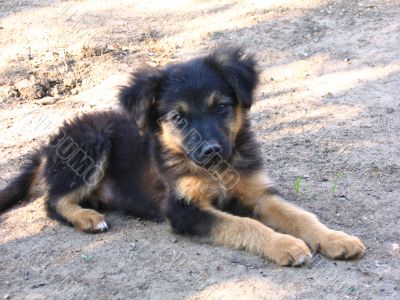 Black puppy Black puppy