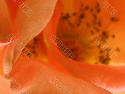 close up of an orange rose