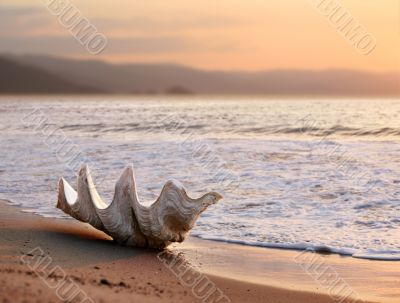 Seashell on the beach