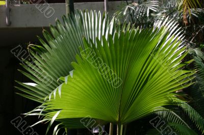 Ferns, brightly lit