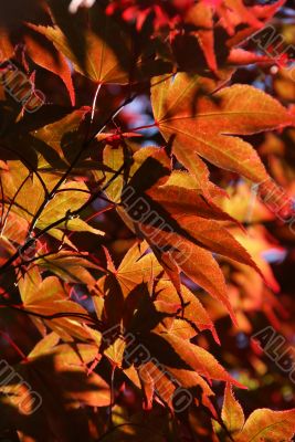 Japanese maple leaves