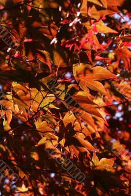 Japanese maple leaves