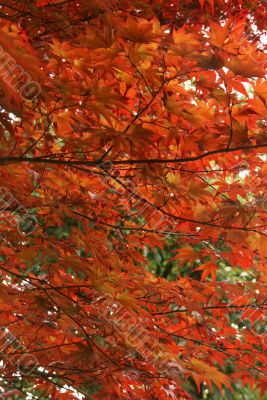 Japanese maple leaves