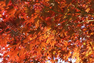 Japanese maple leaves