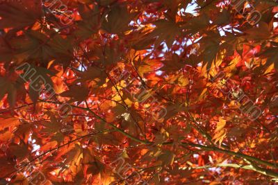 Japanese maple leaves