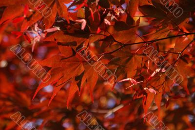 Japanese maple leaves