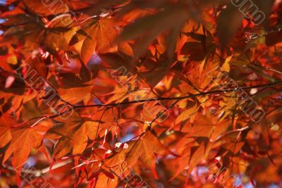 Japanese maple leaves