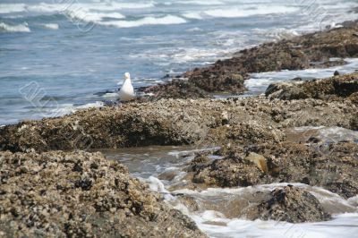Western gull and barnacle reef
