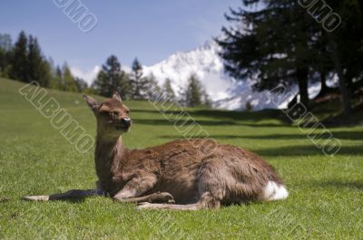 Deer in front of Mont Blanc Deer in front of Mont Blanc