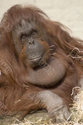 Female Orangutan Female Orangutan