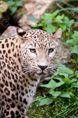 Amur Leopard Amur Leopard