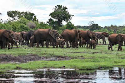 Elephant herd