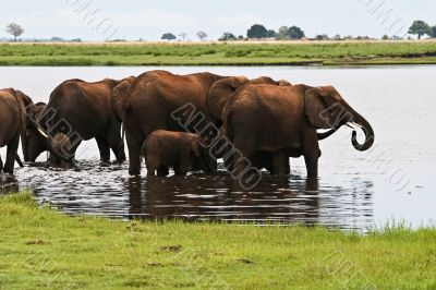 Elephant herd